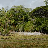 link to dune gallery: photo of dune forest and
              marshes