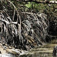 link to mangrove gallery: photo of Rhizophora
                      mangle roots at a tidal creek